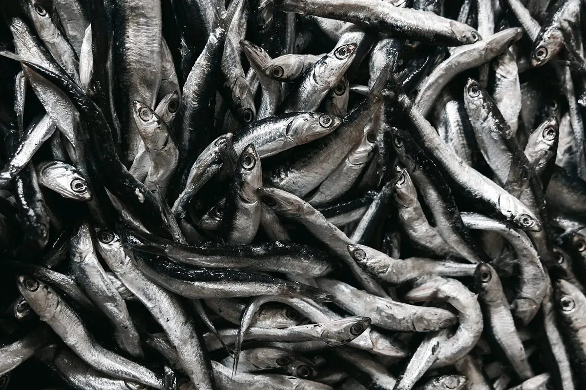 밤나무 통 숙성